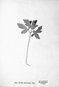 Urocystis anemones image